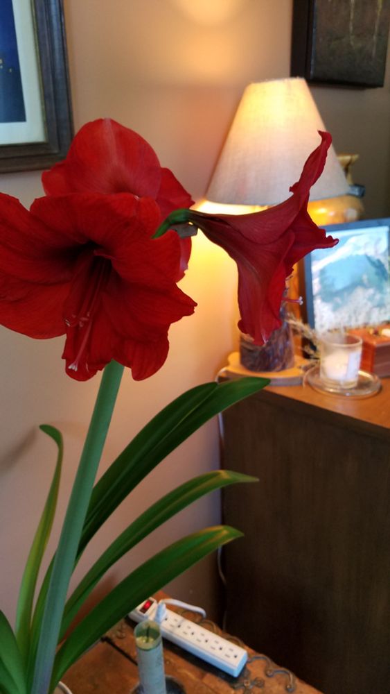 Red amaryllis blooming for Charlee. 2/6/22. Flowers in foreground by dim lamplight in front of photo of spaniel sleeping forever. There are candles.