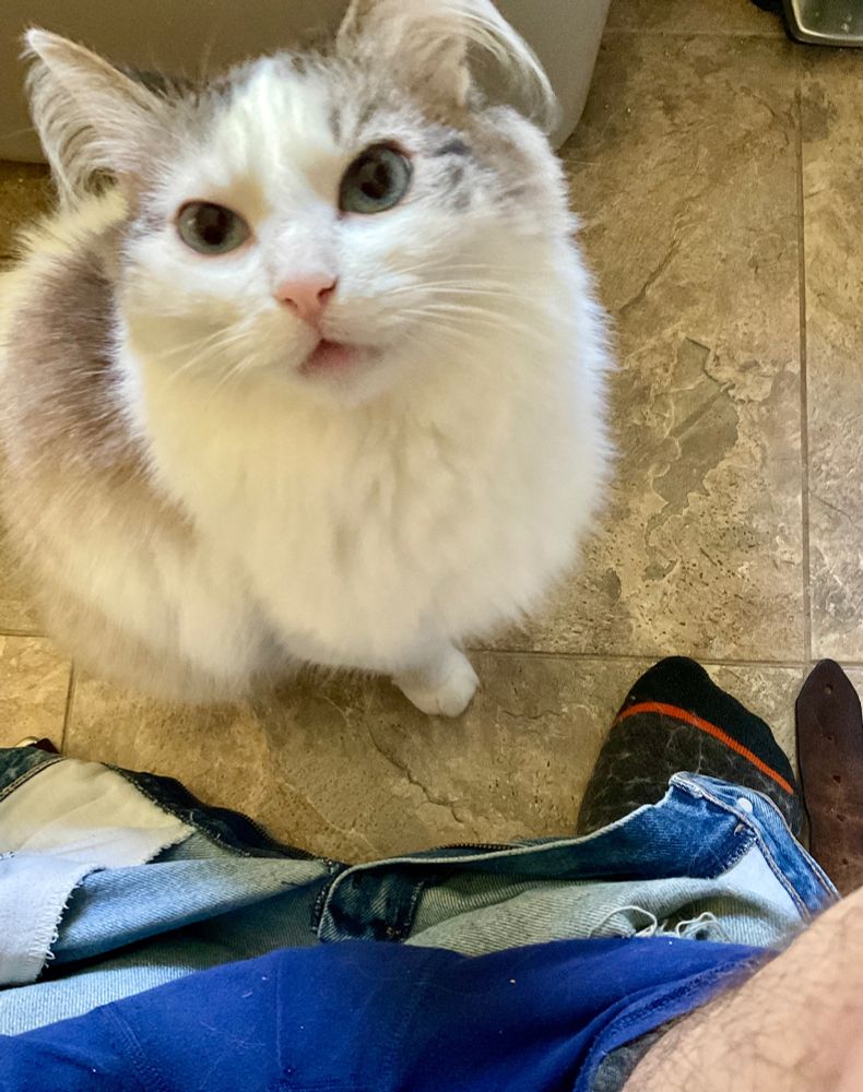 Cat, staring plaintively and meowing upwards 