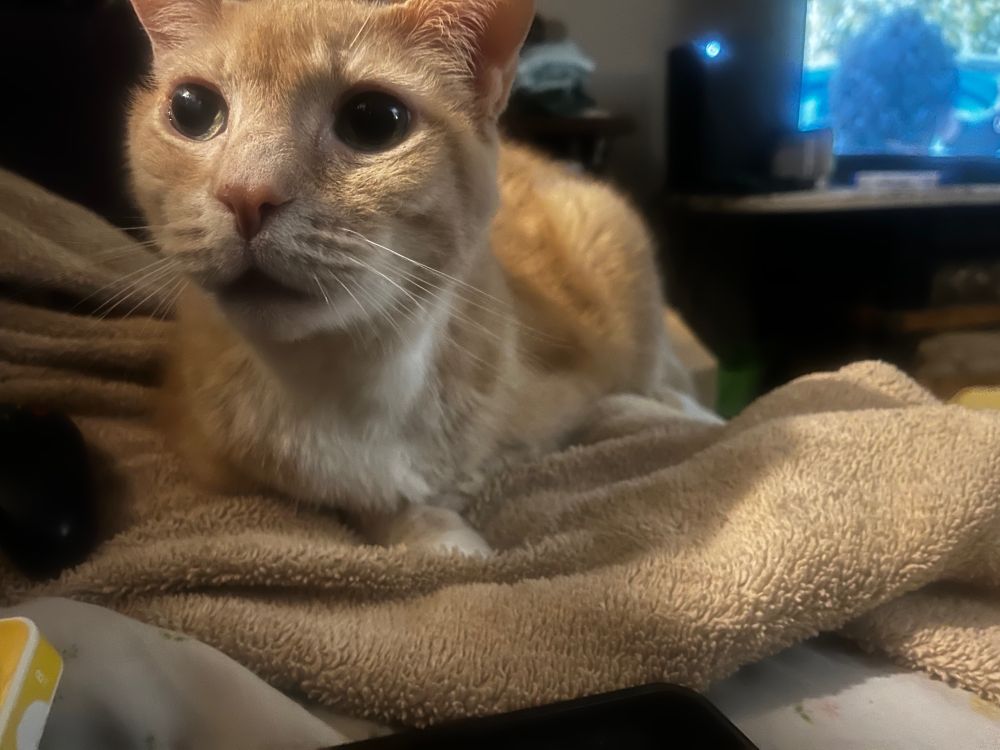 The Duke of Orange demands pets. 