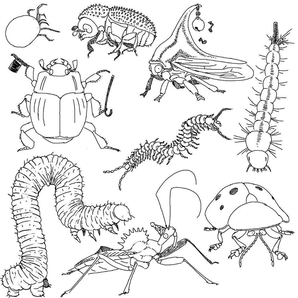 a water mite and a hypothenemus and a treehopper and a haeterius and a centipede made out of beans and a mosquito larva and a geometrid caterpillar and a wheelbug and a tortoise beetle with a party hat