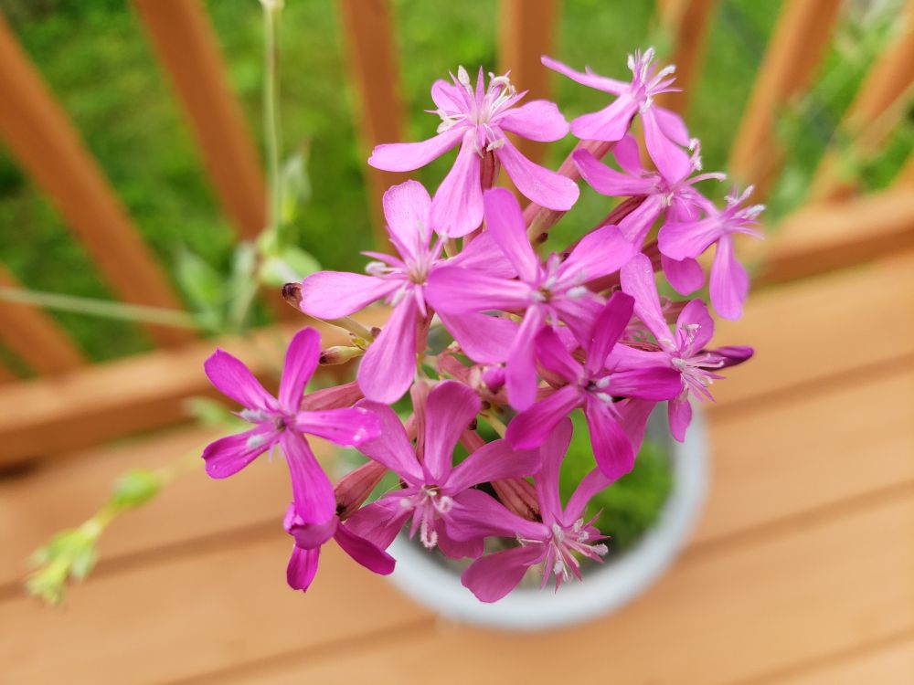 purple flowers in a flowerpot on a wooden deck