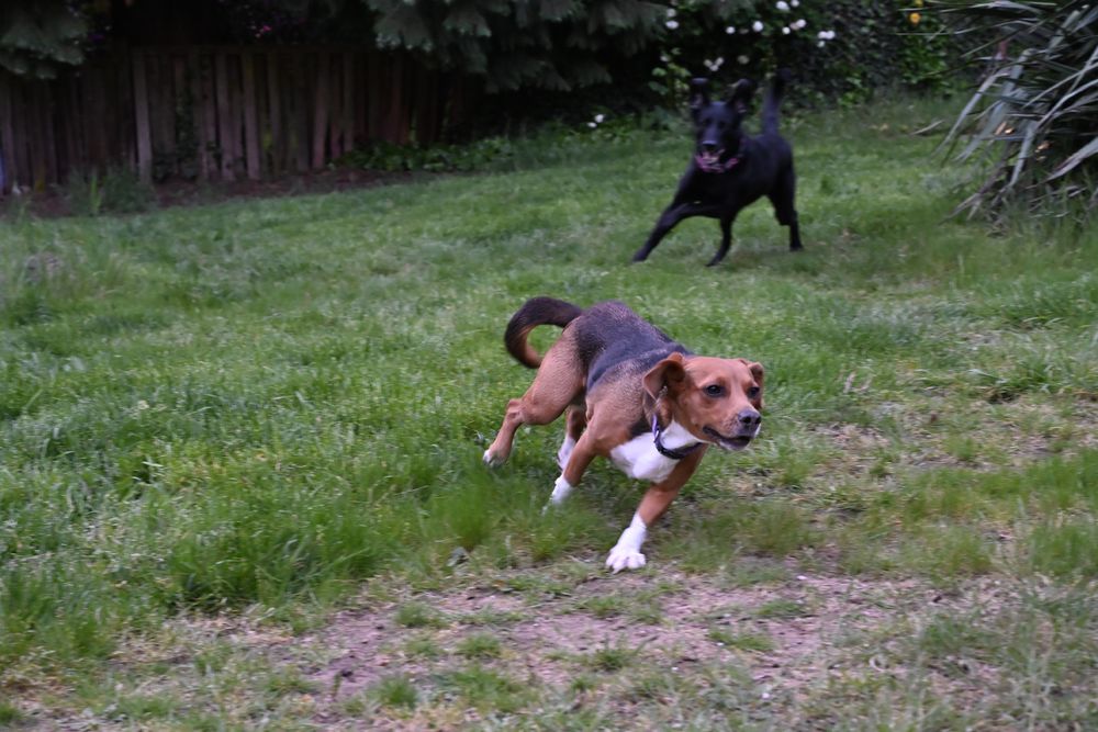 A brown and white dog is running quickly across a grassy yard, with a black dog chasing behind. The black dog has its mouth open, appearing to be mid-bark or pant.