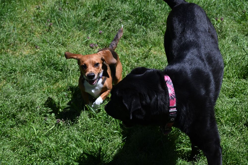 A brown and white dog is standing in the grass, looking excitedly at a larger black dog. The black dog is wearing a pink collar and is facing away from the camera. Both dogs appear to be playing.