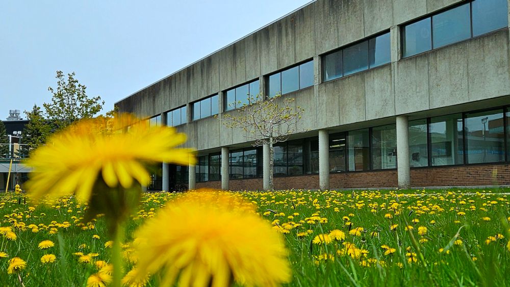A field of dandelions 