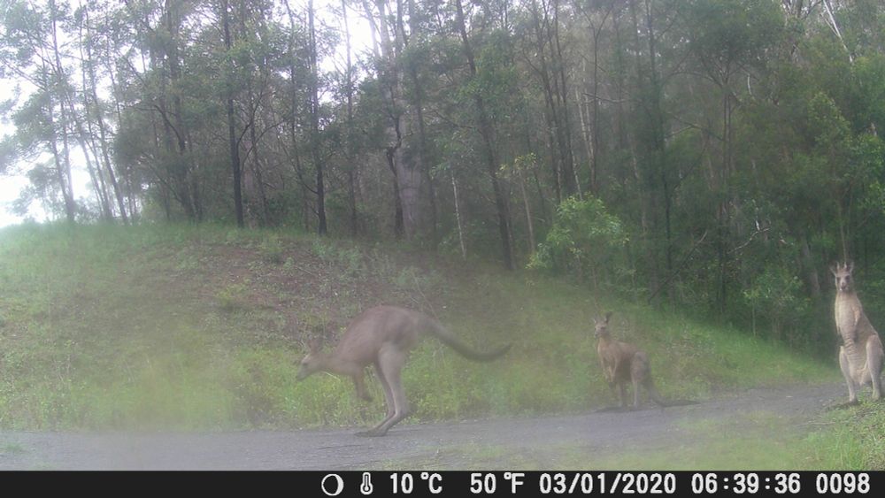 A blurry image in low morning light on a driveway in Australian bushland featuring three kangaroos. The first is in full hop, the second standing and the third in an alert position.