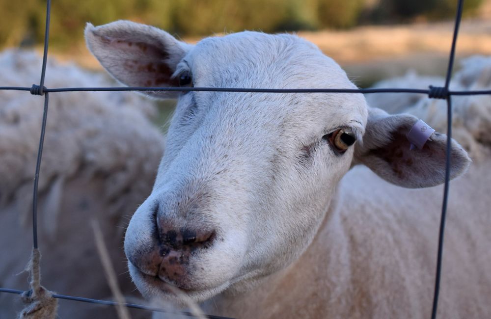 Close up of the face of a ewe behind a wire fence, looking at the camera.