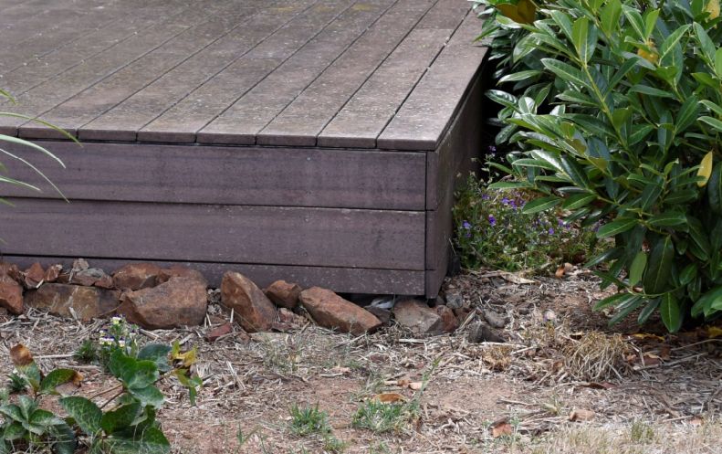 A bluetongued skink is hiding below the corner of a wooden deck. You can just see the face peering out between the rocks.