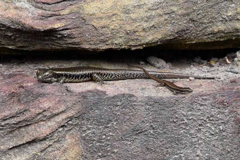 Two skinks basking on a rock in a gap with another rock above. A large skink lies at right angles to a small skink whose tail is across the large skink's tail