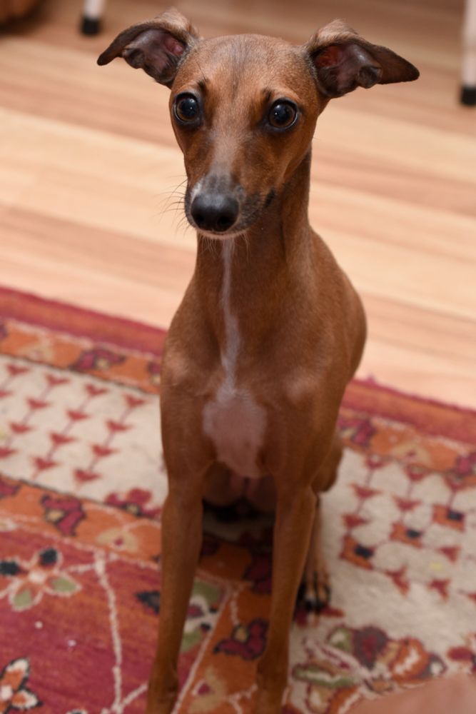 A two-toned female Italian greyhound with her ears up, looking beyond the camera in expectation of a treat.