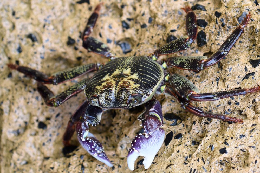 A close up image of a crab with purple and white front claws and a yellow-green patterned shell.