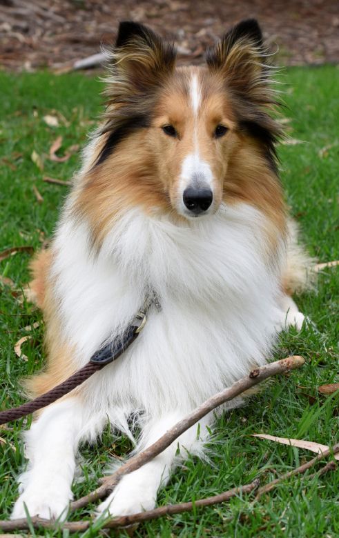 A photo of a collie sitting in sternal position holding a stick between her forelegs. Her fur looks windswept by a summer breeze.