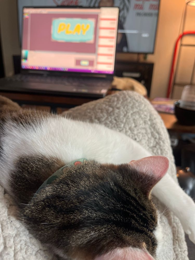 A cat laying on my lap while I work 