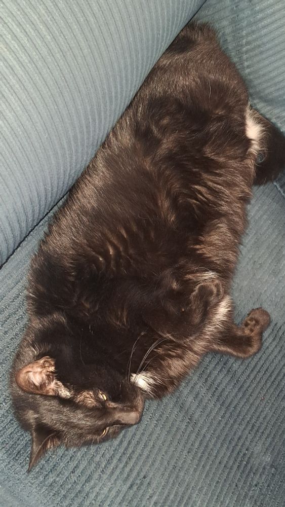 Black cat falling asleep on a blue sofa 