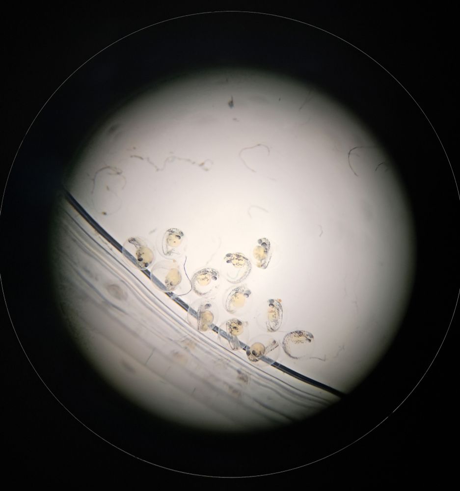 Fish embryos in microscope, part of Open days promo
