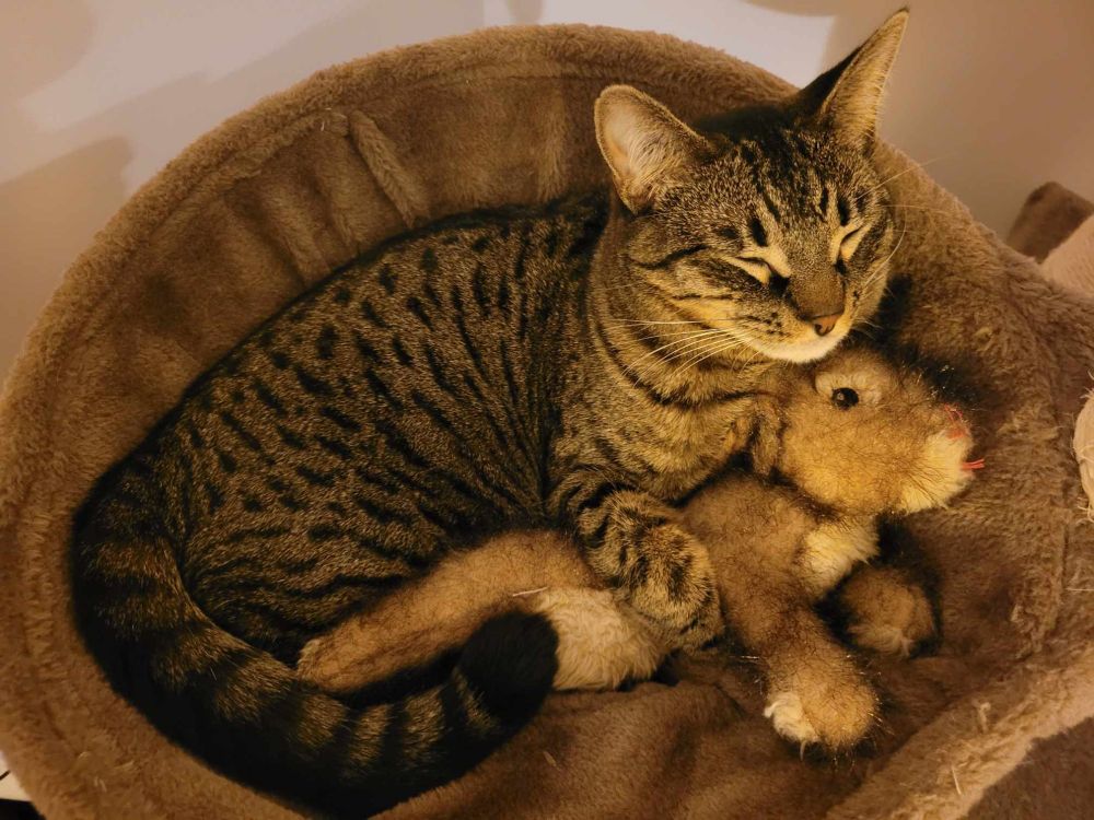A tabby cat cuddling a bunny stuffed animal