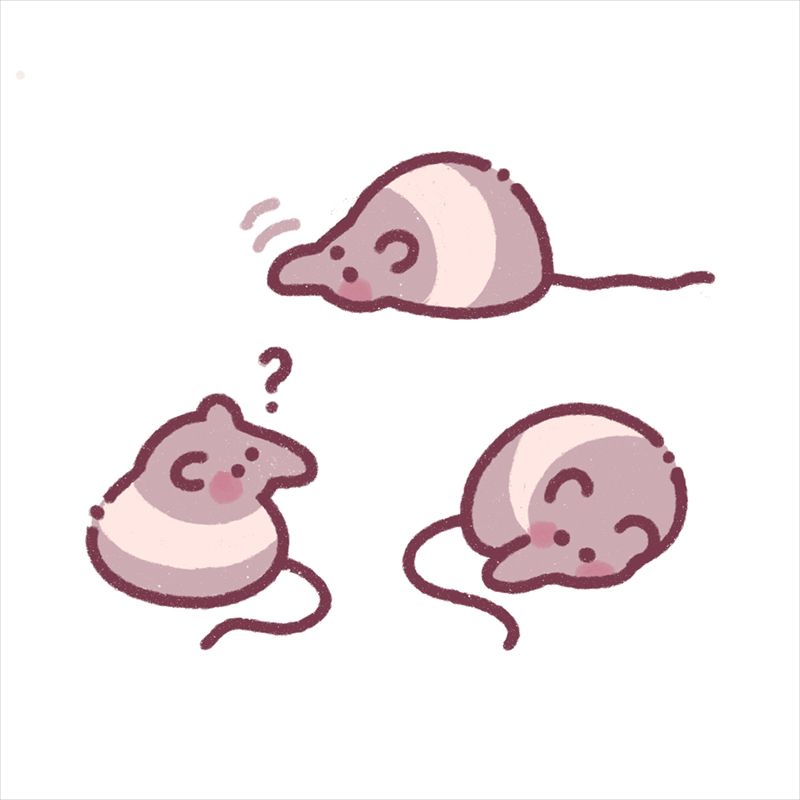 Three tiny doodles of a rare banded pygmy shrew that has no idea what's going on