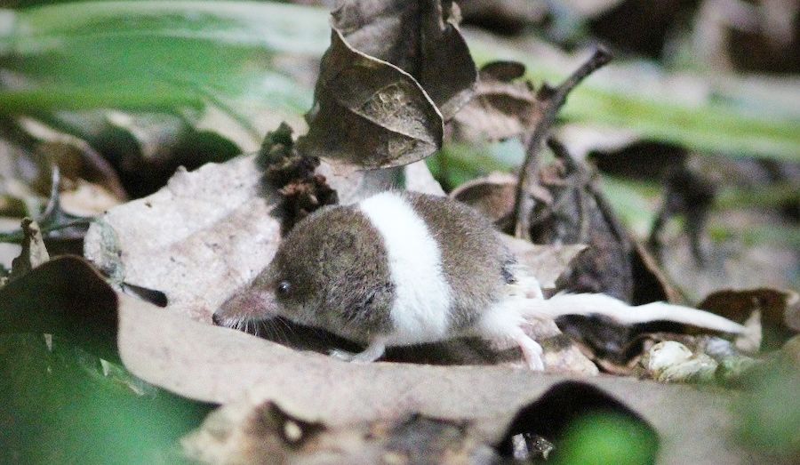 a rare banded pygmy shrew according to a news article