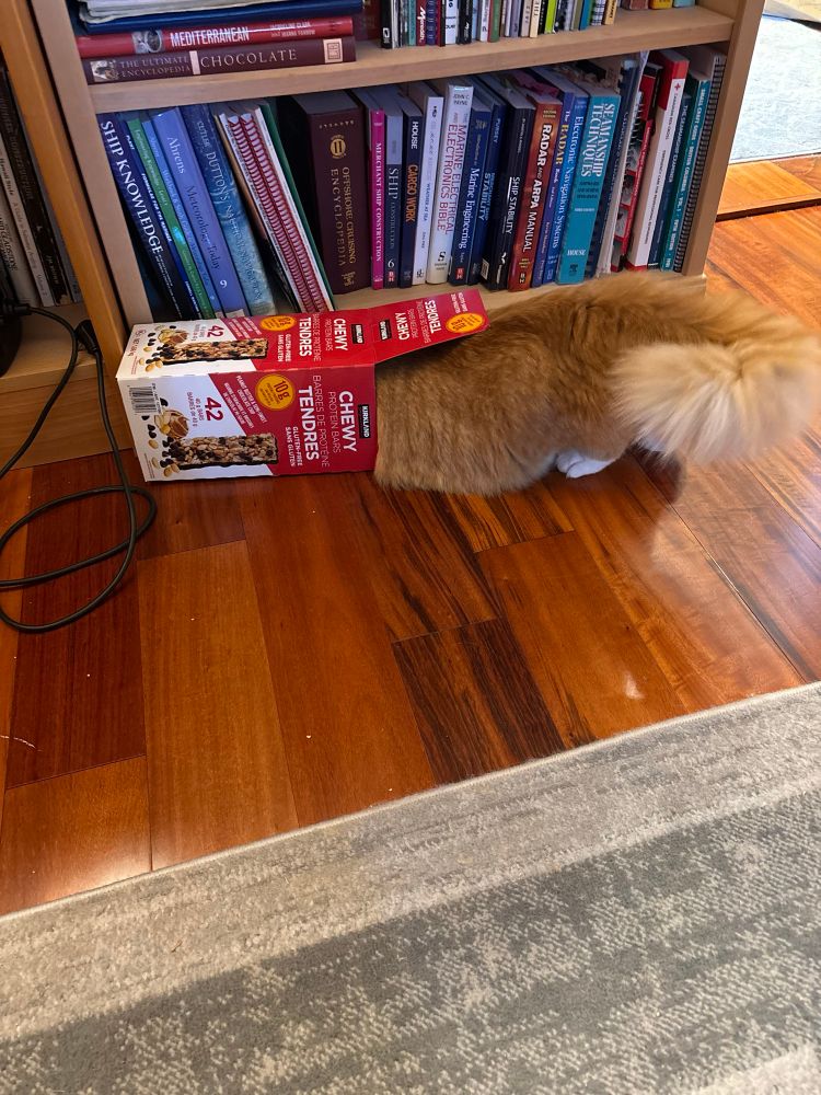 Orange cat, trying to enter a box that is too small