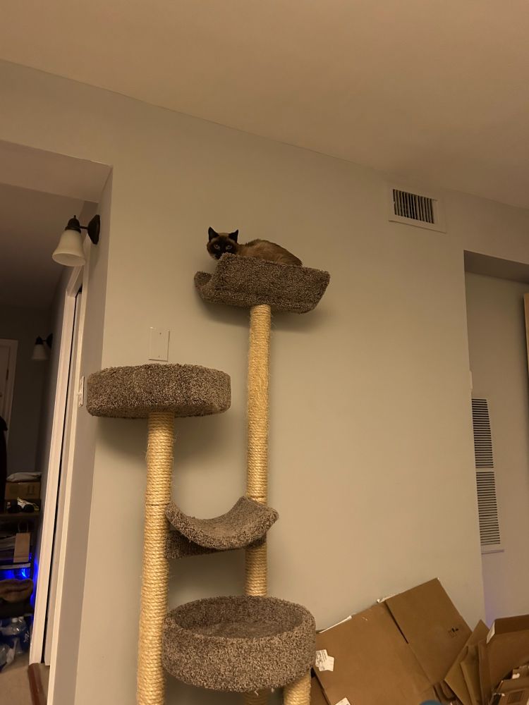 A brown cat with dark points up on the top level of a tall cat tree.