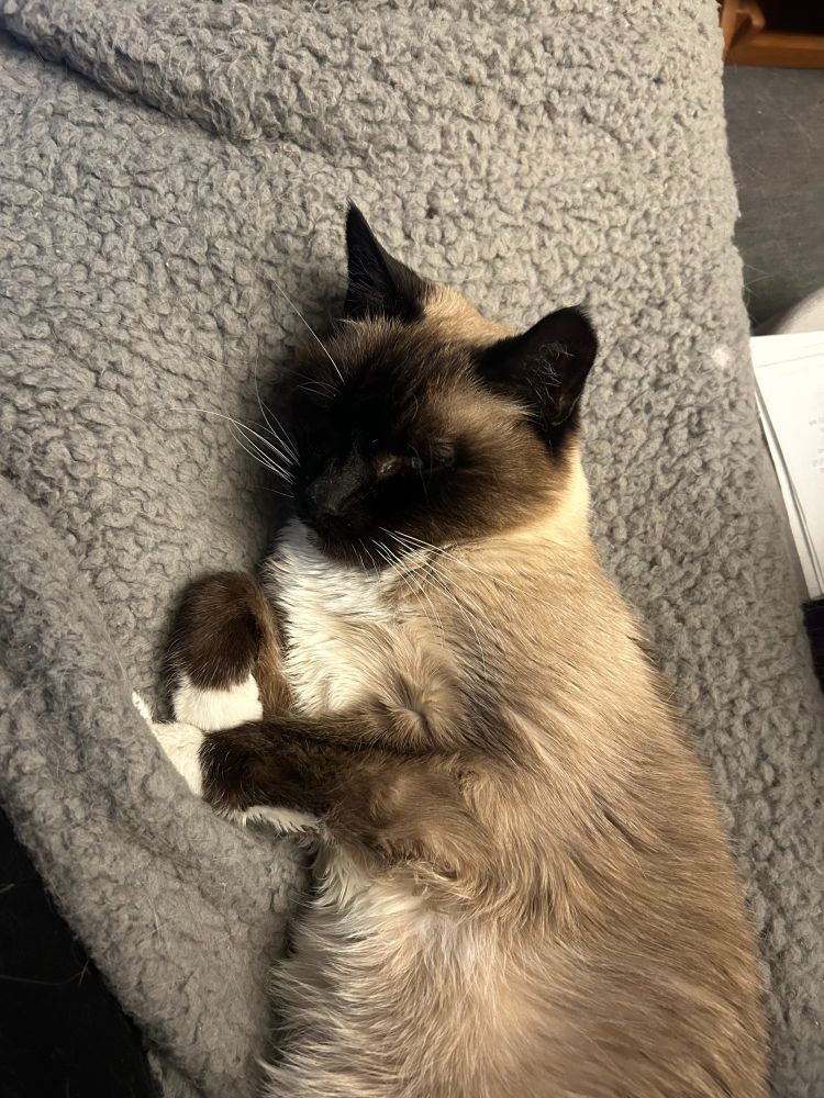 A Snowshoe cat curled up adorably on a fuzzy gray blanket.