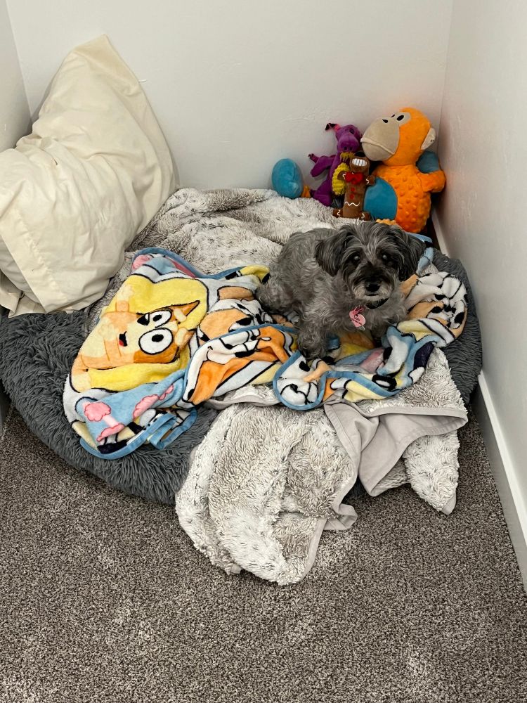 Dog laying in dog bed on top of Bluey blanket