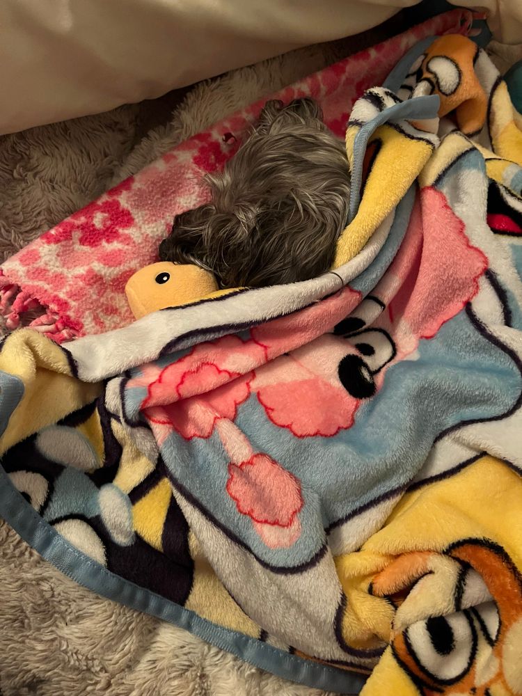 Dog tucked into bed with dinosaur toy and Bluey blanket
