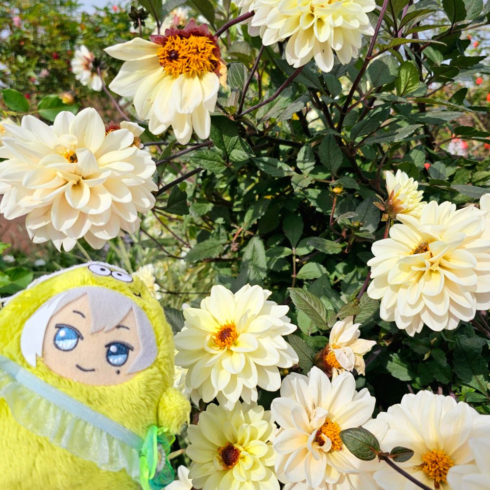 モンちゃんとダリア