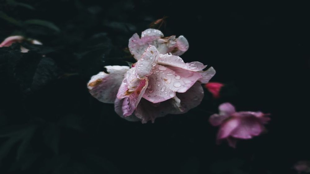 a pink and white flower covered in dew. the background is dark foliage with pink flowers behind