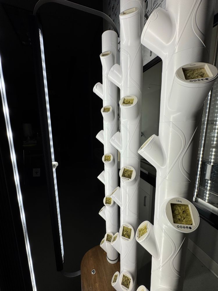 Photo of hydroponic system on Day 1