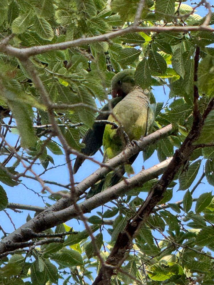 A picture of a monk parakeet on a tree