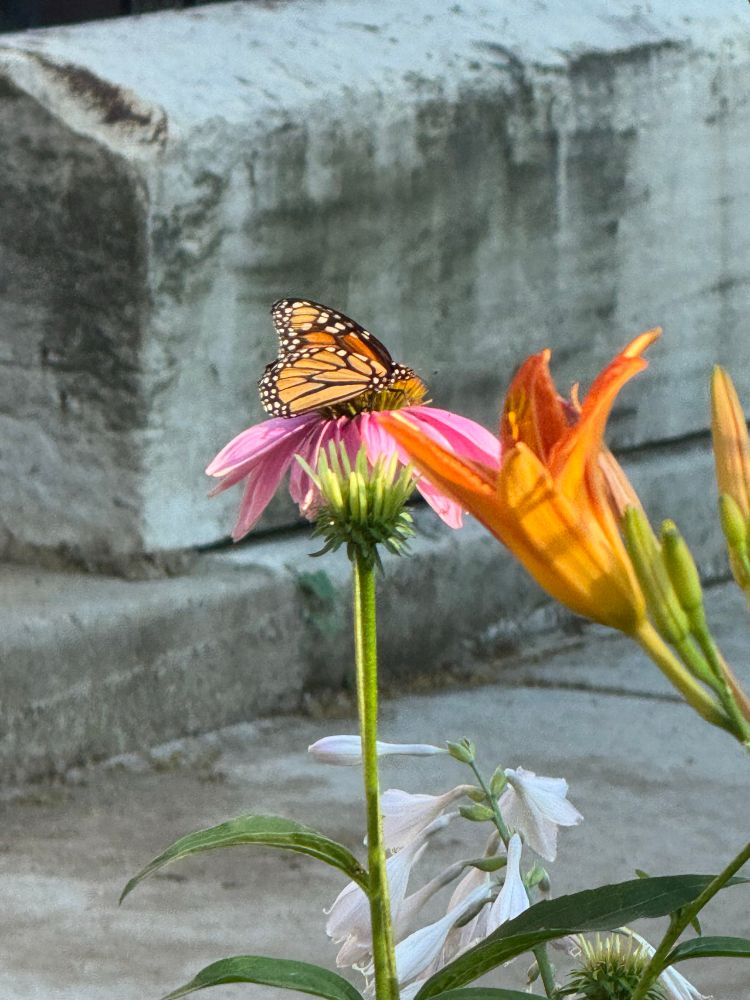 Monarch butterfly on a purple coneflower 