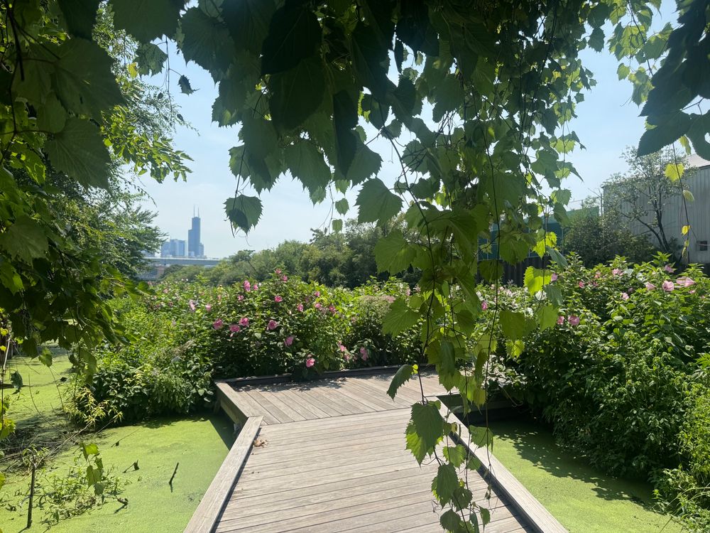 View of the boardwalk on the Wild Mile in Chicago with mallows fully blooming and the water surface around the floating Island covered by duckweed. A view of the city skyline can be seen on the boardwalk  