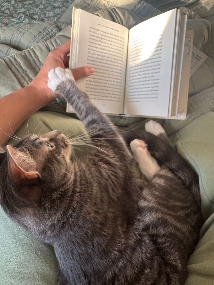 Photo of reading a book with a cat in my lap 