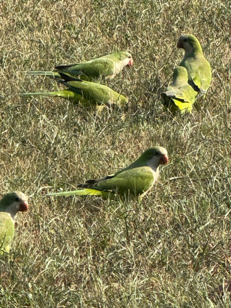 A picture of a monk parakeet on the lawn