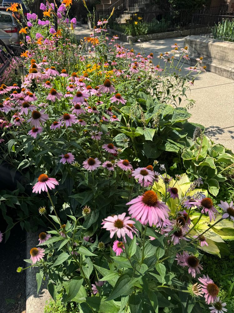 A colorful vibrant  blooming pollinator garden hugging the City Street. 