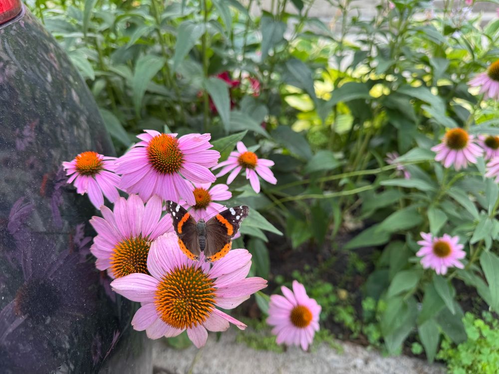 A view of coneflowers next to a car on a street with a pollinator resting on one of the flowers.