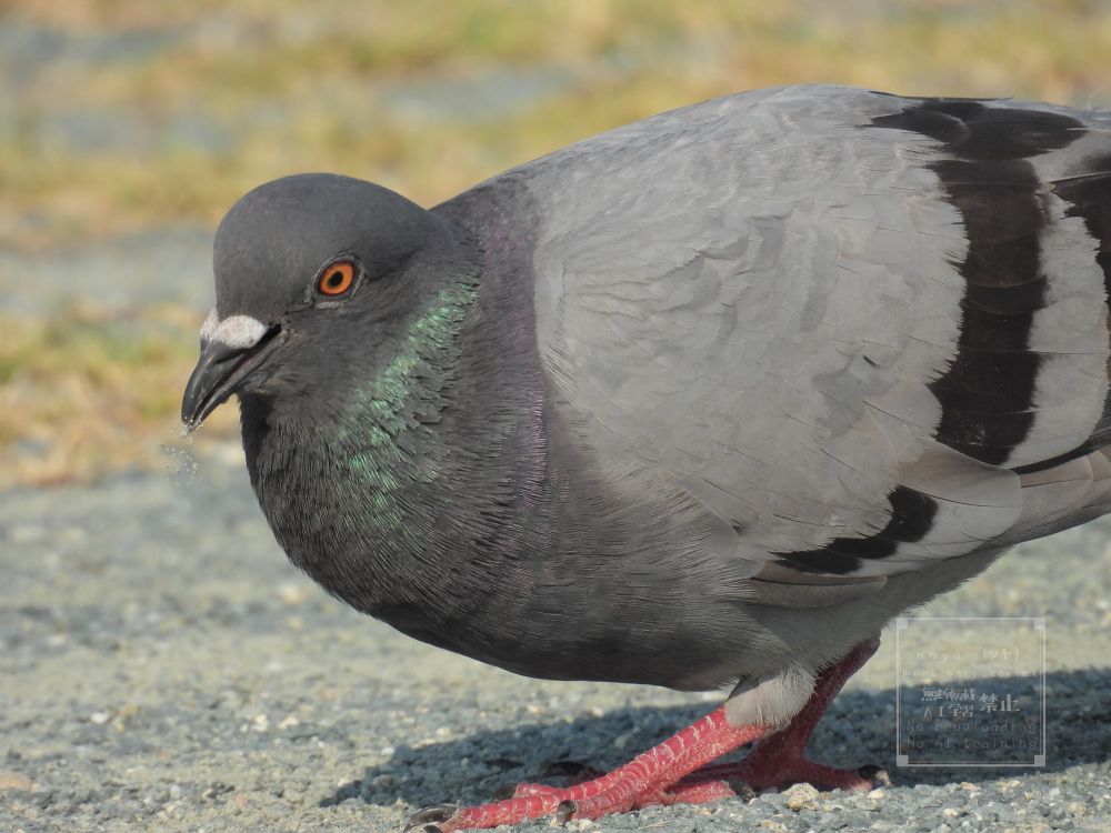 嘴から砂を振りまいている公園のカワラバト