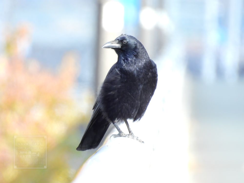 橋の欄干の上のハシボソガラス。黒を写したいあまりに背景が溶けた一枚