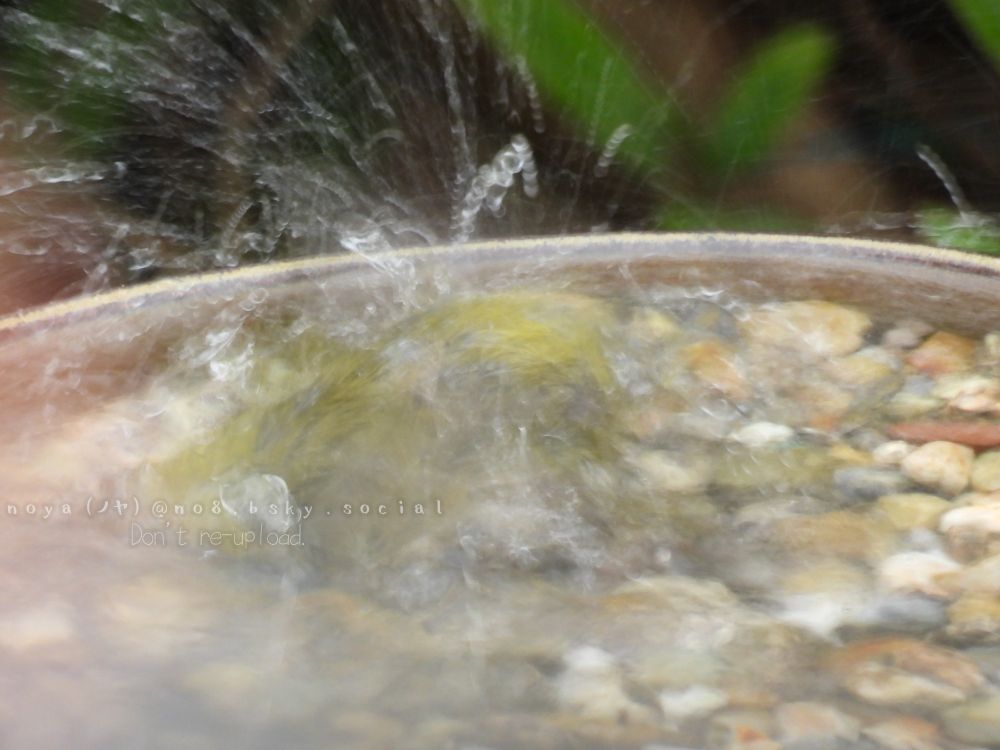 水しぶきの中央に、メジロが沈んでいるはずの写真