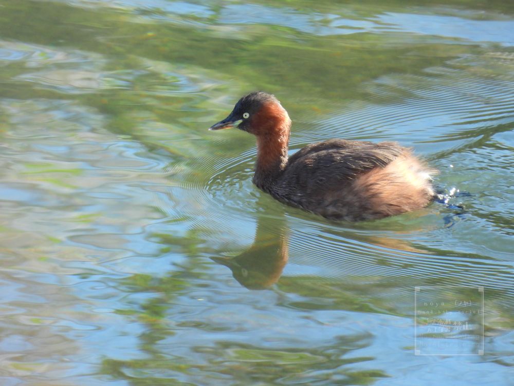 水面を進むカイツブリ。おしりふわふわ