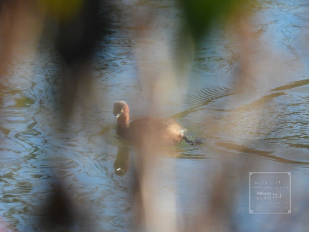 草影から禍々しく写った、妖気漂う水上のカイツブリ