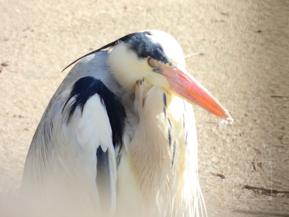２０２５年４月始め撮影の、瞬膜の出ている川辺のアオサギ