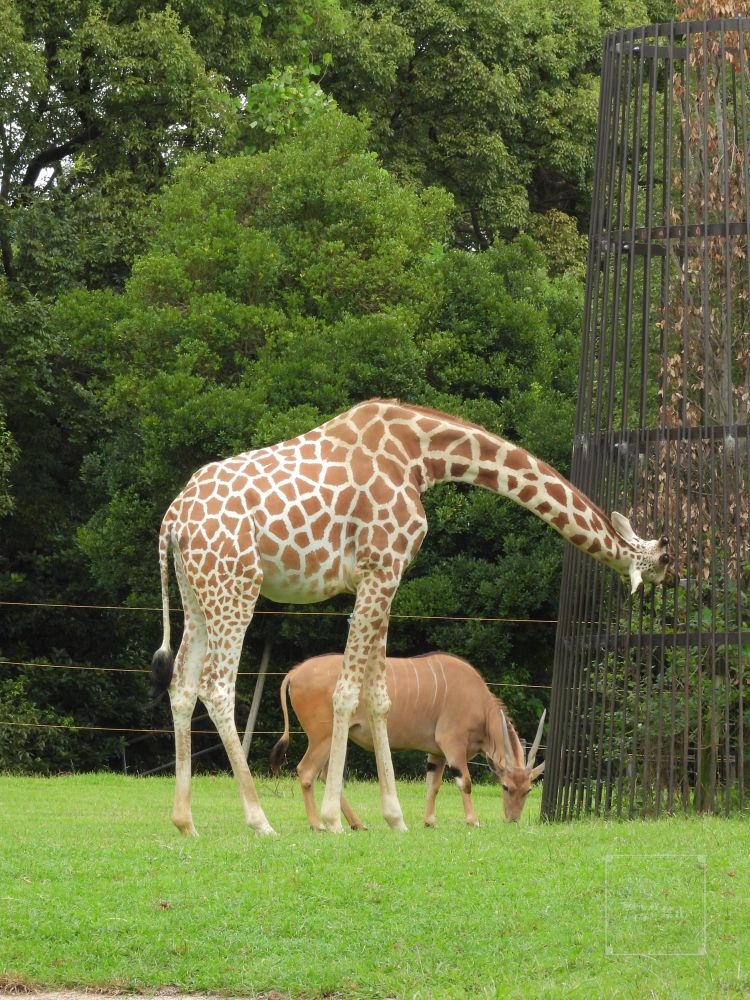大きさを比較したかったのんほいパークのエランドとキリン。
柵の中の植物の安否が気になる……