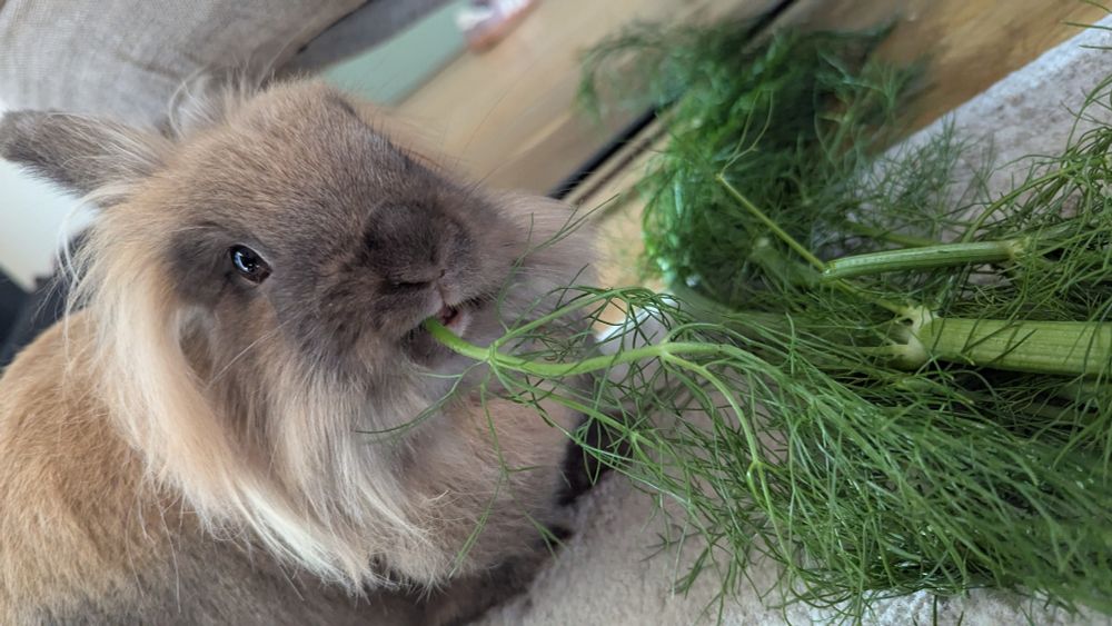 Lapine se régalant avec une branche de fenouillet.