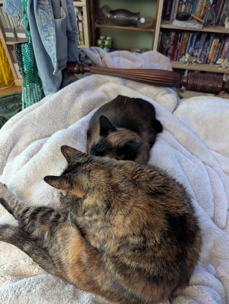 A rumpled fuzzy white blanket with a tortoiseshell cat bathing herself in the foreground and a Siamese cat only slightly smaller extending beyond her