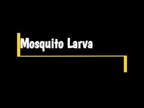 The Dance of the Mosquito Larva (Aedes sp)