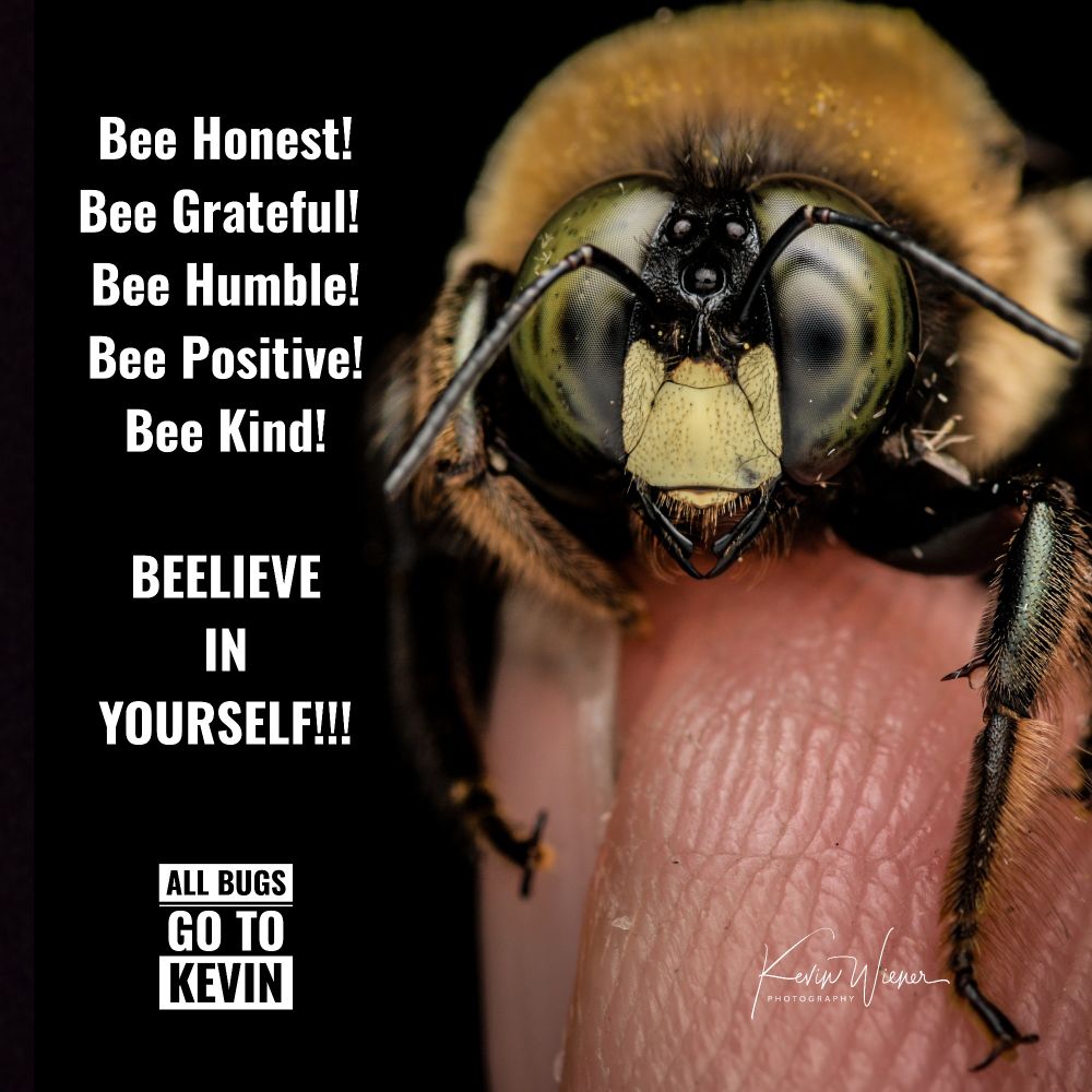 A male Eastern Carpenter Bee sits on my finger for a close up of his bee face. 