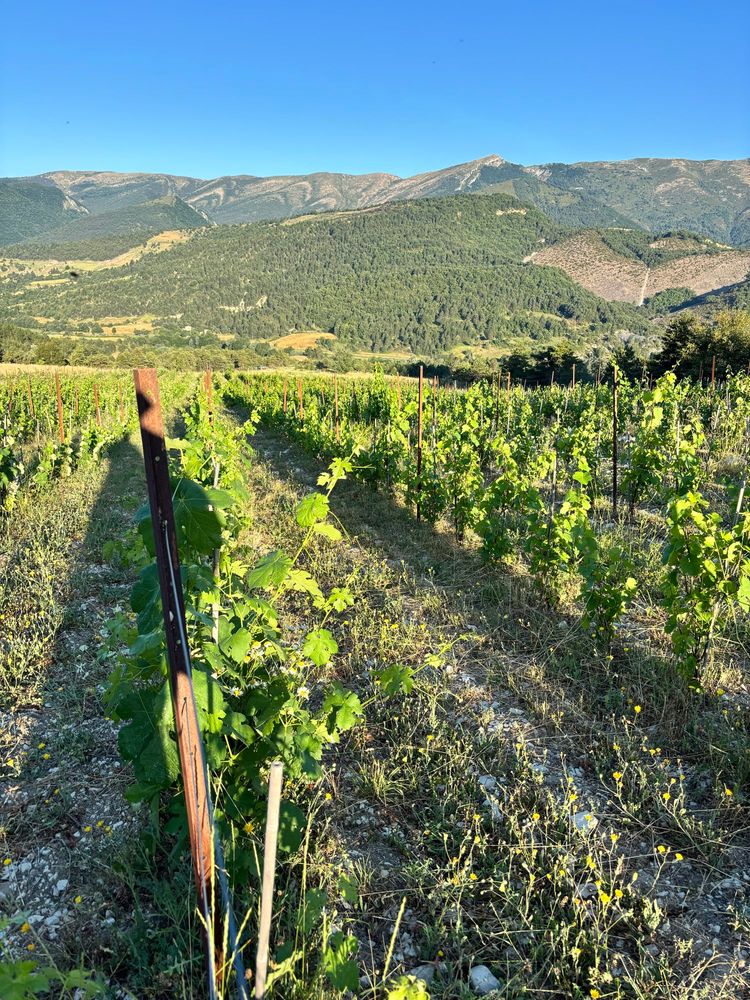 Vines from la page blanche going down on a Sunny slope.