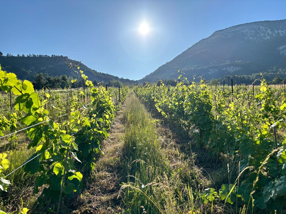 Vines from la page blanche going up on a Sunny slope.