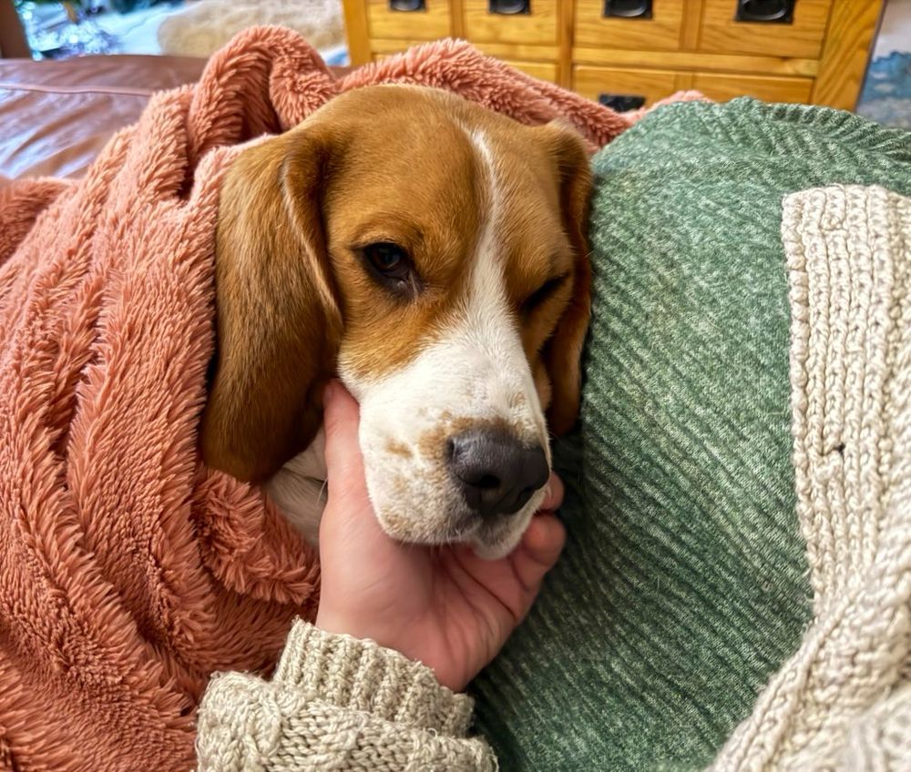 Picture of a beagle snuggled up in blankets. I’m holding his chin.